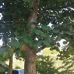 Ca' Del Bosco Budoia