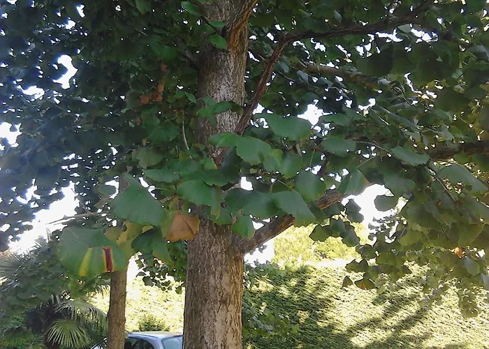 Ca' Del Bosco Budoia